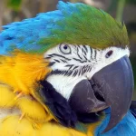 Ara