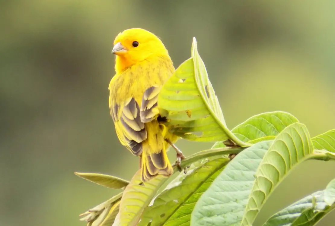 Canari sur une feuille