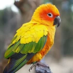 Conure soleil