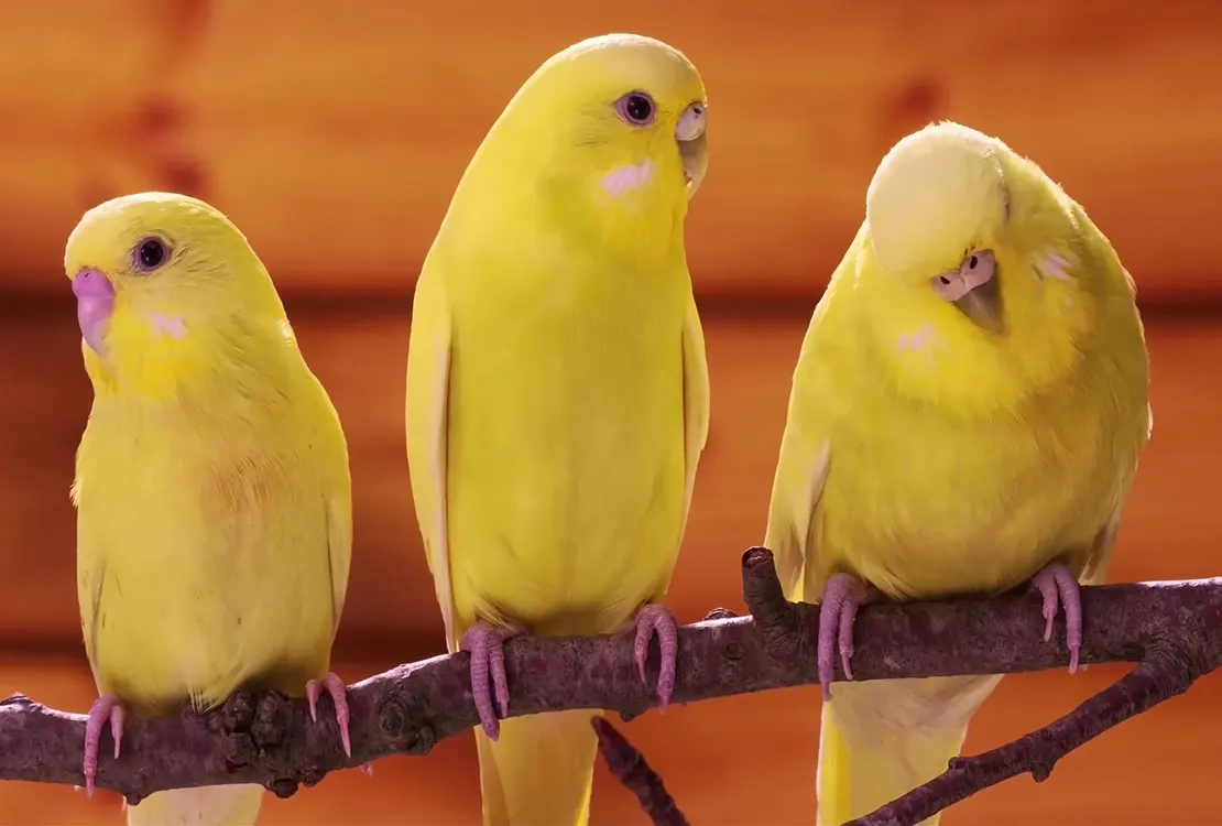 Trois canaris perchés sur une branche