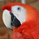 Amazone