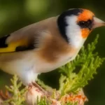 Chardonneret élégant