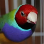 Diamant de Gould