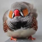 Diamant mandarin
