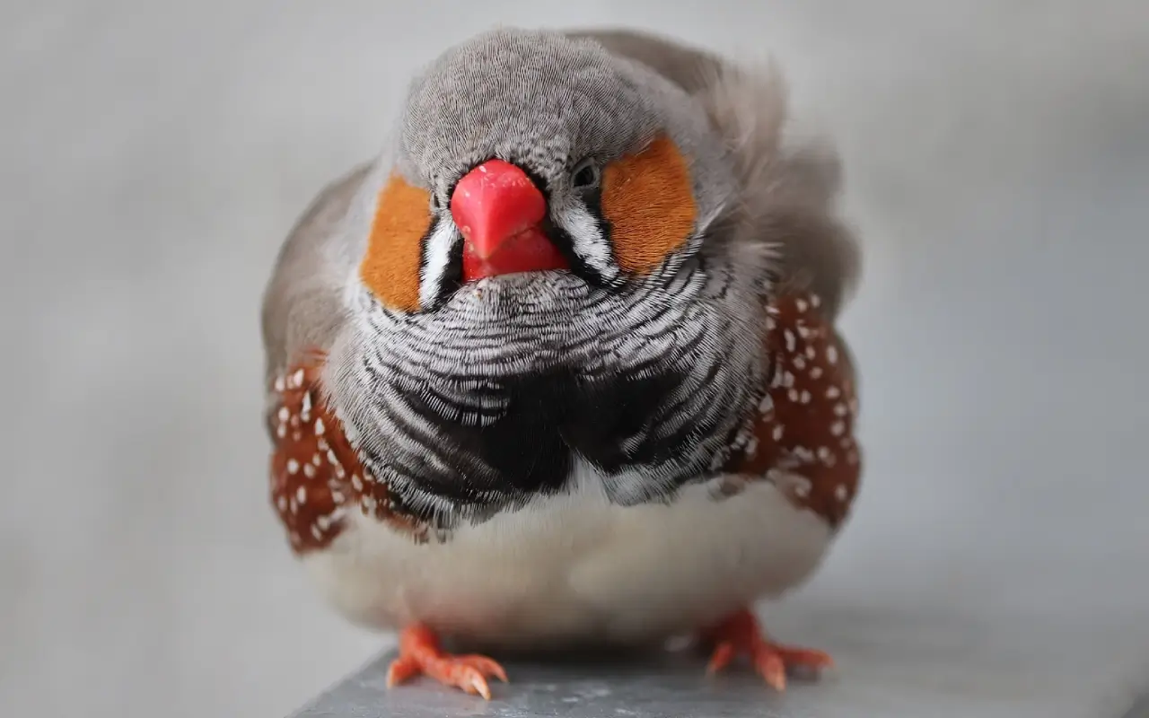Diamant mandarin