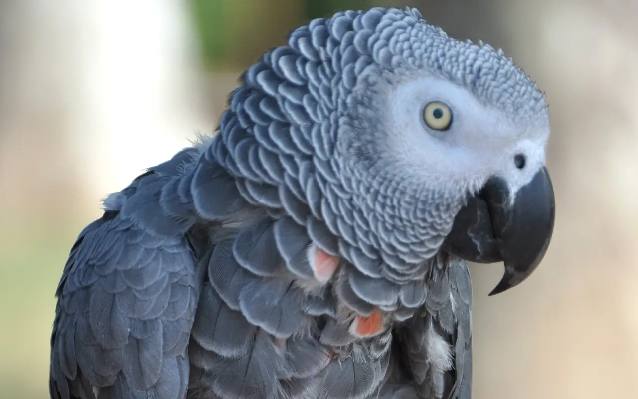 Gris du Gabon