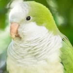 Kakariki