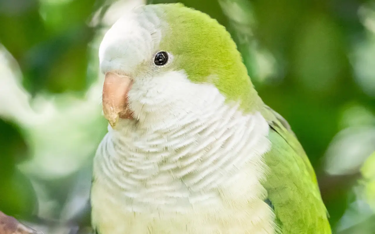 Kakariki