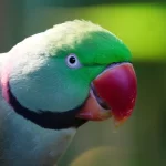 Perruche à collier