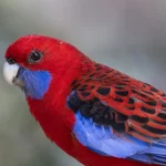 Perruche de Pennant