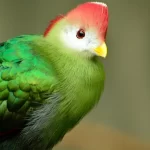 Touraco